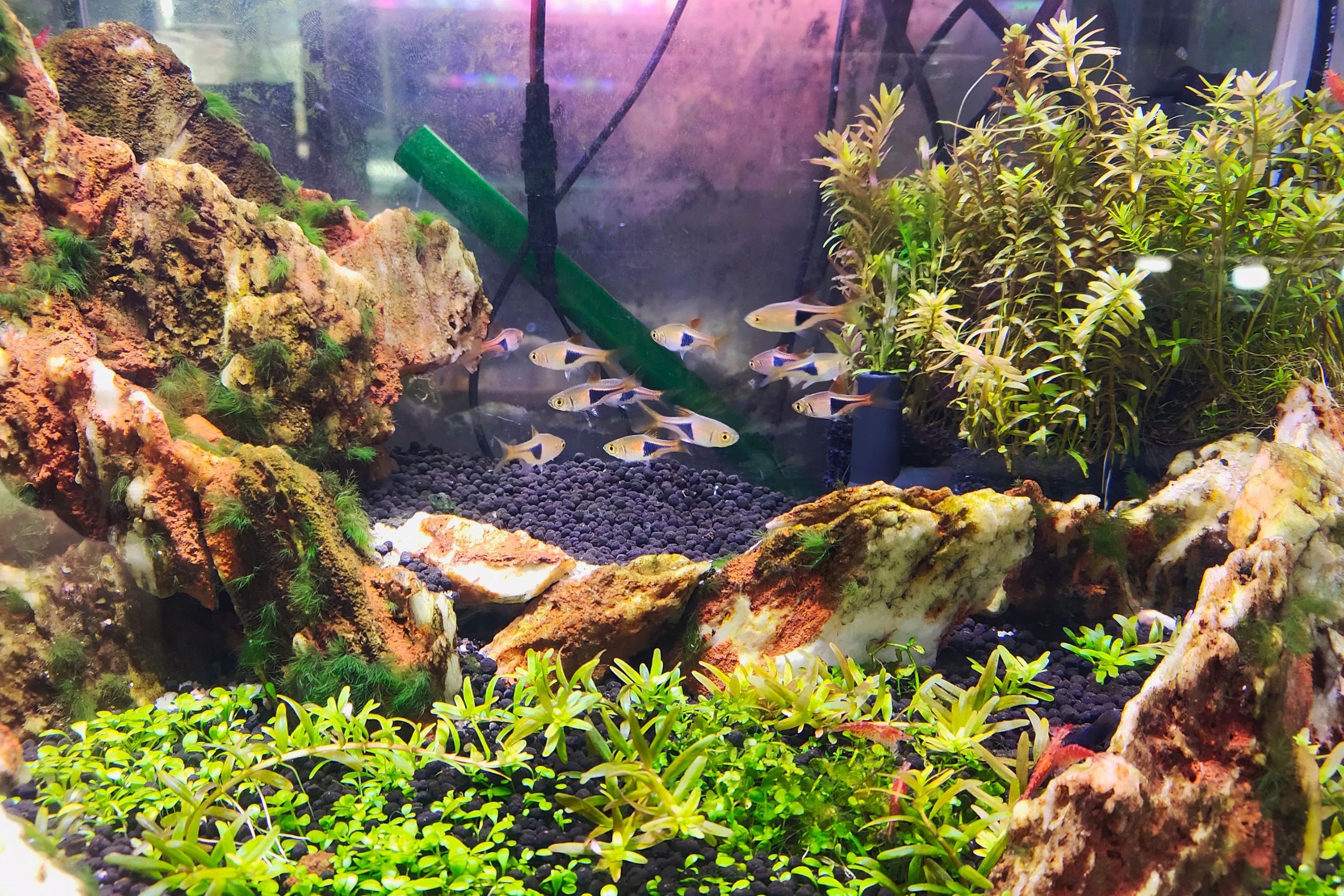 Aquascaping for Pet Fish: How Thoughtful Tank Design Enhances Health, Behavior, and Beauty